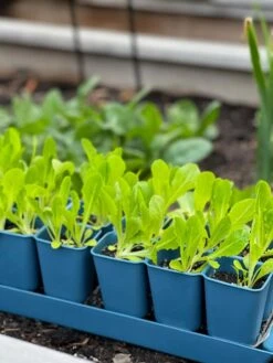 Gardener's Best® XL Seed Starting Kit -The Garden Works Shop 8613066 01TEST