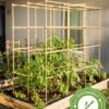 Tomato Six Pack Support -The Garden Works Shop 8613143 23