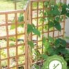 Bamboo Zig-Zag Trellis 24" X 36" -The Garden Works Shop 8613151 15