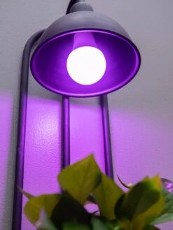 Kira Grow Light Hanging Planter 10 Kira Grow Light Hanging Planter -The Garden Works Shop 8613232 5663