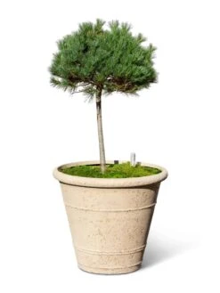 Self-Watering LavaStone® Anson Pot -The Garden Works Shop 8613256 0138