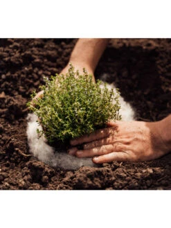 Hortiwool ®, 5 Pad Pack -The Garden Works Shop 8613263 06v