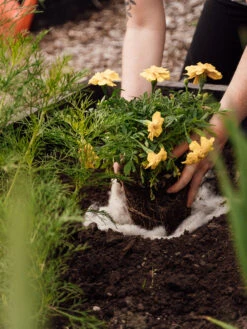 Hortiwool ®, Starter Garden Pad -The Garden Works Shop 8613263 12v 1