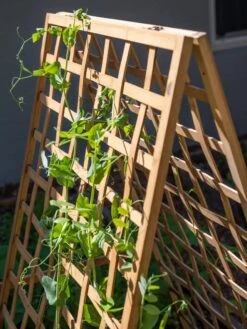 Bambo A Frame Plant Support, 30" X 42.5" -The Garden Works Shop 8613310 6536