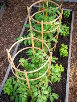 Bamboo Tomato Cages, Set Of 3 -The Garden Works Shop 8613426 6916