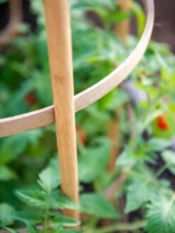 Bamboo Tomato Cages, Set Of 3 -The Garden Works Shop 8613426 6924