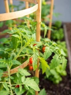 Bamboo Tomato Cages, Set Of 3 -The Garden Works Shop 8613426 6934