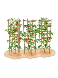 Bamboo Tomato Cages, Set Of 3 -The Garden Works Shop 8613426 art