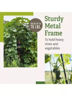 Titan Squash Tunnel -The Garden Works Shop B07932DMCR plantsupport benefits 2