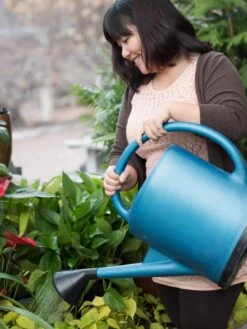 French Blue Watering Can 15 French Blue Watering Can -The Garden Works Shop EmilyHoangSquare 0151 tif