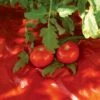 Red Tomato Mulch -The Garden Works Shop GS30005 07