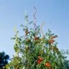 Rainbow Spiral Supports, Set Of 5 -The Garden Works Shop GS36377 01 tif