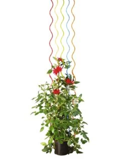 Rainbow Spiral Supports, Set Of 5 -The Garden Works Shop GS36377 03S tif