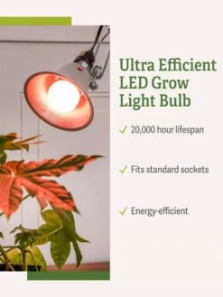 Miracle LED® Absolute Daylight™ Max Flowering Grow Light Bulb 10 Miracle LED® Absolute Daylight™ Max Flowering Grow Light Bulb -The Garden Works Shop Miracle Daylight Bulb 1