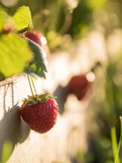 3-Tier Strawberry Bed -The Garden Works Shop Strawberry3 3167 tif