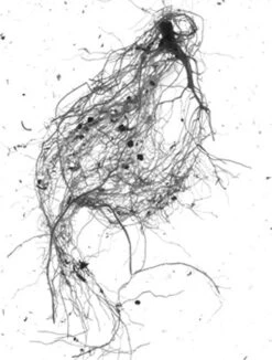 GrowLab® Compact Tabletop Light Garden With Classroom Guide -The Garden Works Shop gstrootscan 01